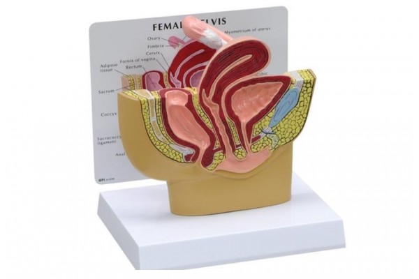 model miednicy żeńskiej- 3b smart anatomy- 1019561 3b scientific modele anatomiczne 2